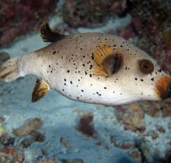 پافر آرترون خال مشکی