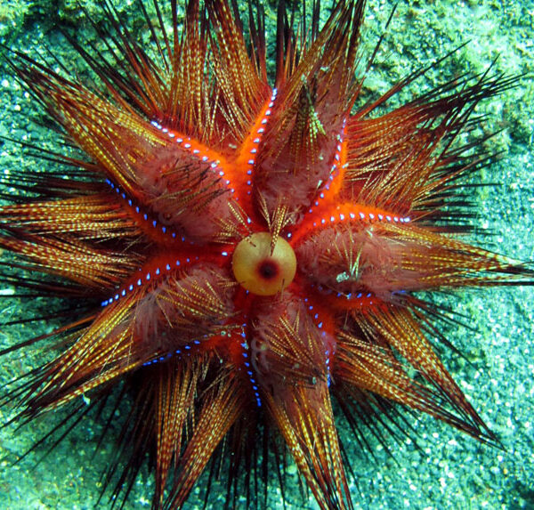 توتیای خال آبی