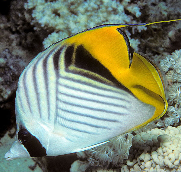 پروانه واگابوند