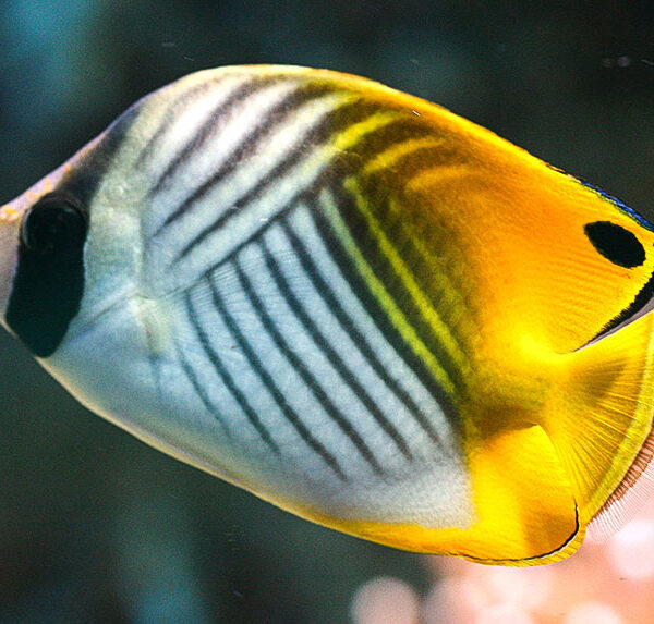 پروانه اوریگا