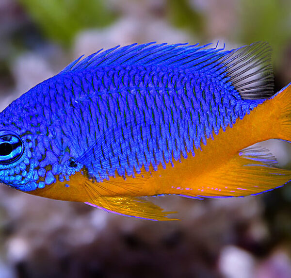 دامسل شکم زرد