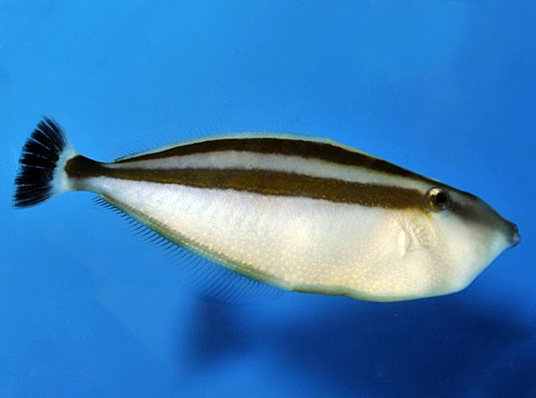 فایل فیش کت چرمی کرگدن