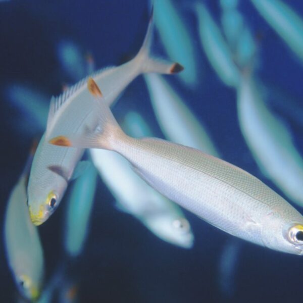 فوزیلر موزی