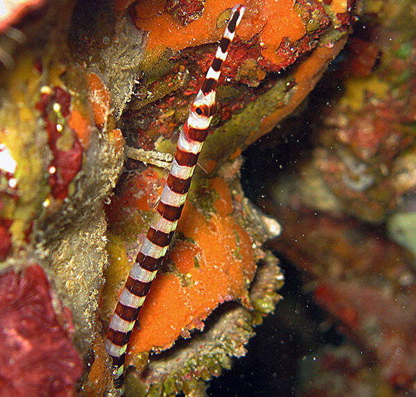 پایپ فیش قرمز بند دار