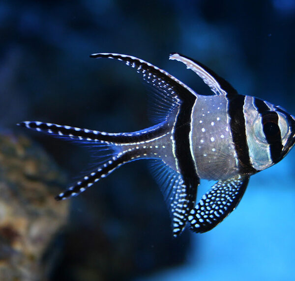 کاردینال بنگای