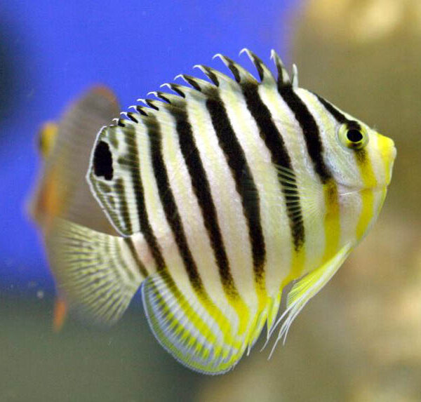 فرشته ماهی راه راه