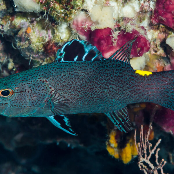 صابون ماهی سر پیکان