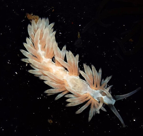 خرگوش دریایی آپتزیاخوار