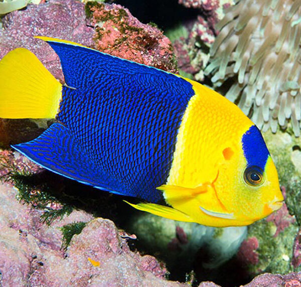 فرشته دو رنگ