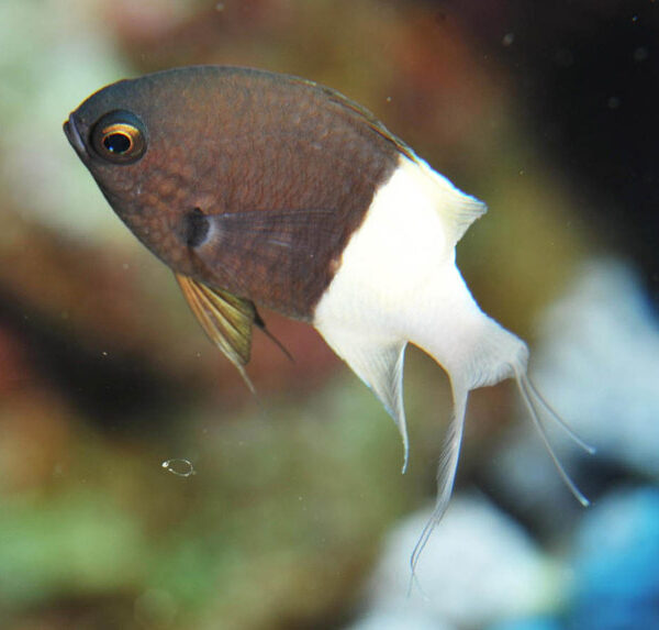 کرومیس بایکالر