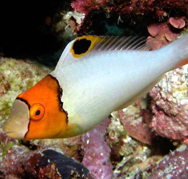 طوطی دو رنگ