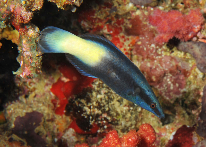 راس آرایشگر دو رنگ - تصویر 2