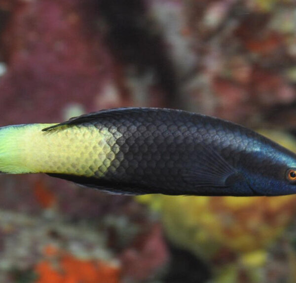 راس آرایشگر دو رنگ