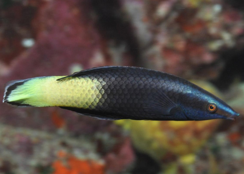 راس آرایشگر دو رنگ