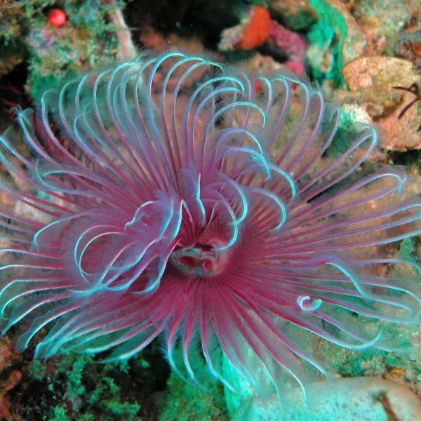 کرم لوله ای مولتی کالر