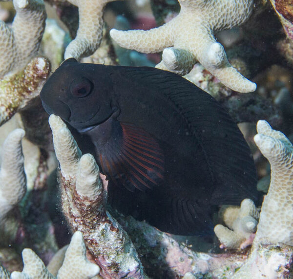 بلنی فاسکوس