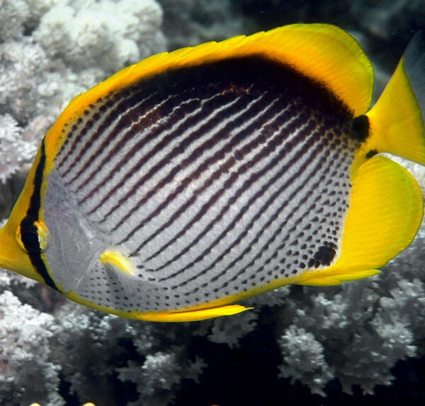 پروانه پشت سیاه