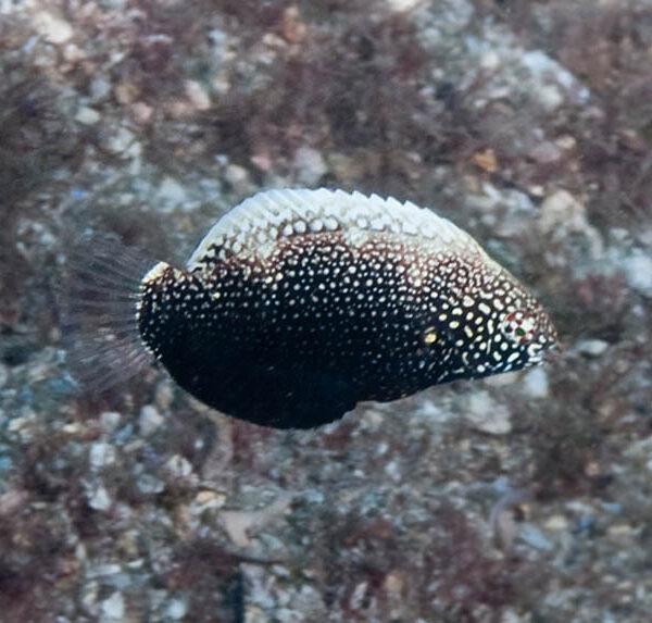 راس لئوپارد سیاه