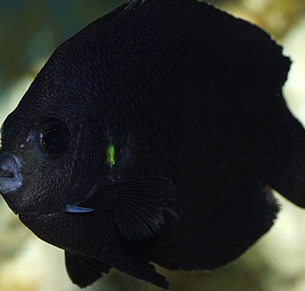 فرشته ماهی میدنایت