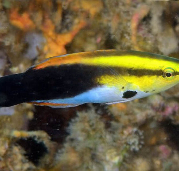 راس آرایشگر خال مشکی