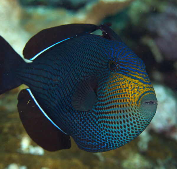 ماشه ماهی باله سیاه