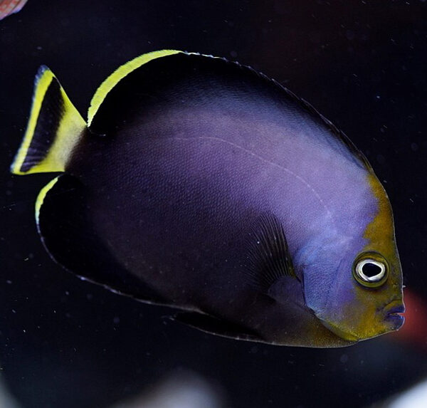 فرشته ماهی مخملی سیاه