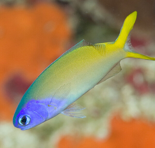 کاشی ماهی کله آبی