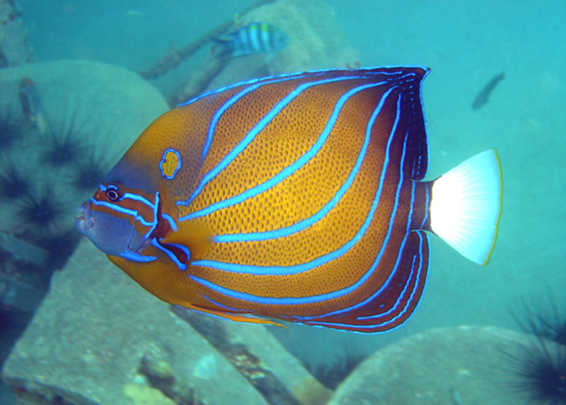 فرشته ماهی بلو رینگ (بالغ) - تصویر 2