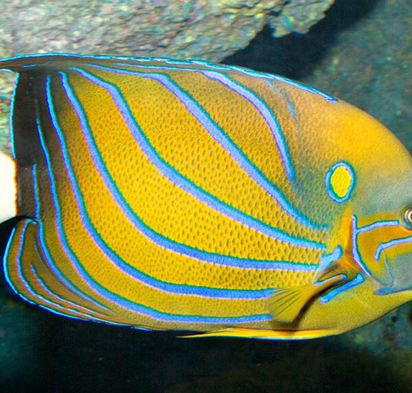 فرشته ماهی بلو رینگ (بالغ)