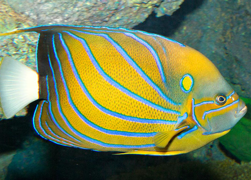 فرشته ماهی بلو رینگ (بالغ)