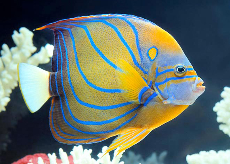 فرشته ماهی بلو رینگ (بالغ) - تصویر 3