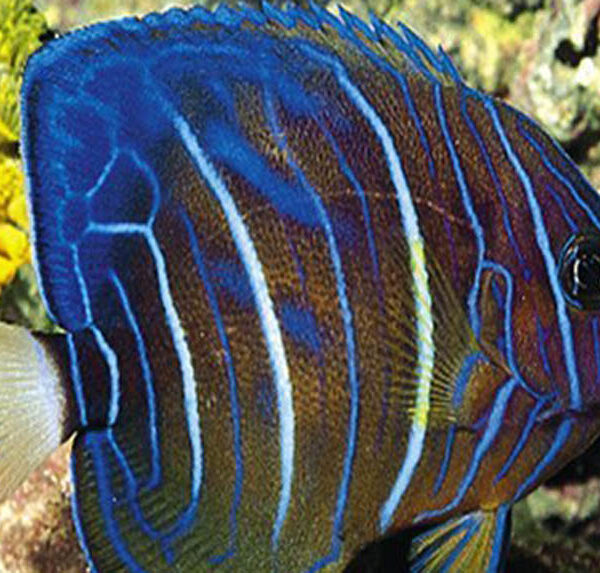 فرشته ماهی بلو رینگ (نیمه بالغ)