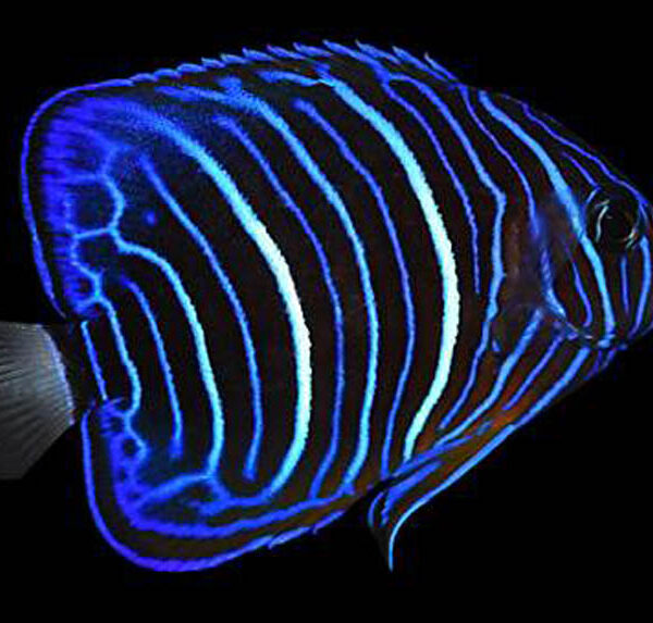 فرشته ماهی بلو رینگ (جوان)