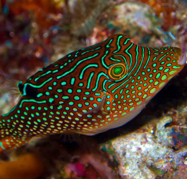 پافر خال آبی دروغین