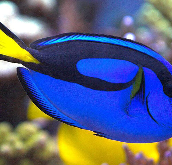 جراح ماهی بلو تانگ