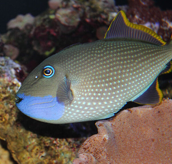 ماشه ماهی گلو آبی