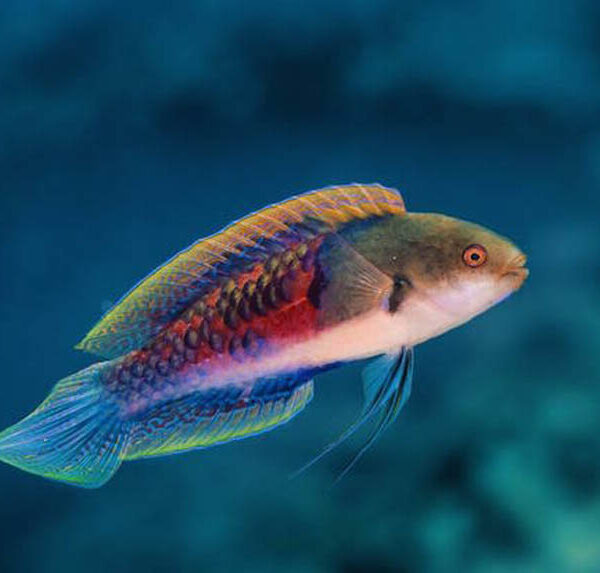 راس پهلو آبی