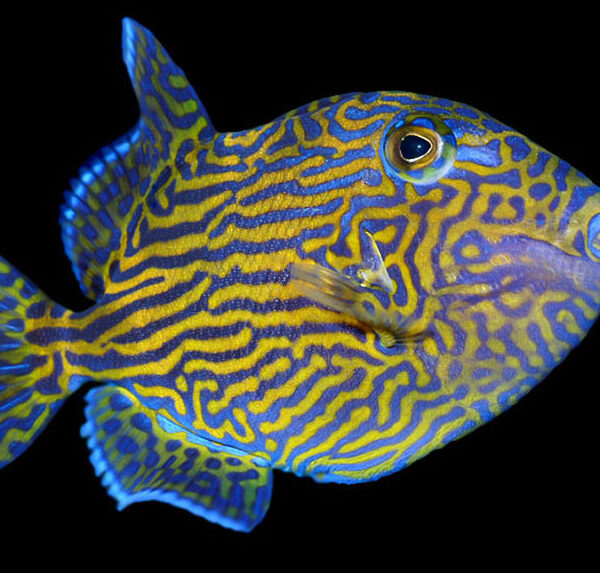 ماشه ماهی خط آبی