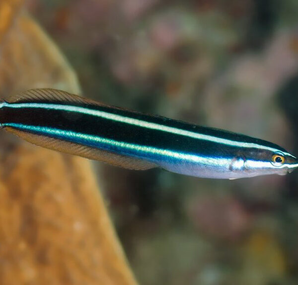 بلنی ماری نوار آبی