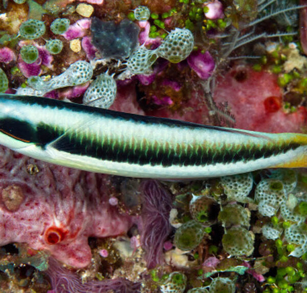 راس سرگردان