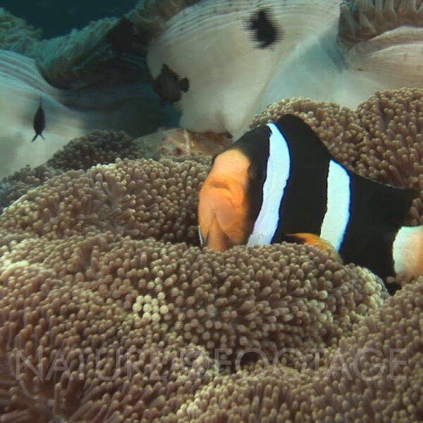 شقایق موکتی قهوه ای