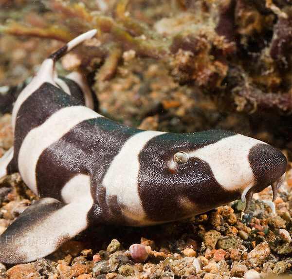 کوسه بامبو نوار قهوه ای