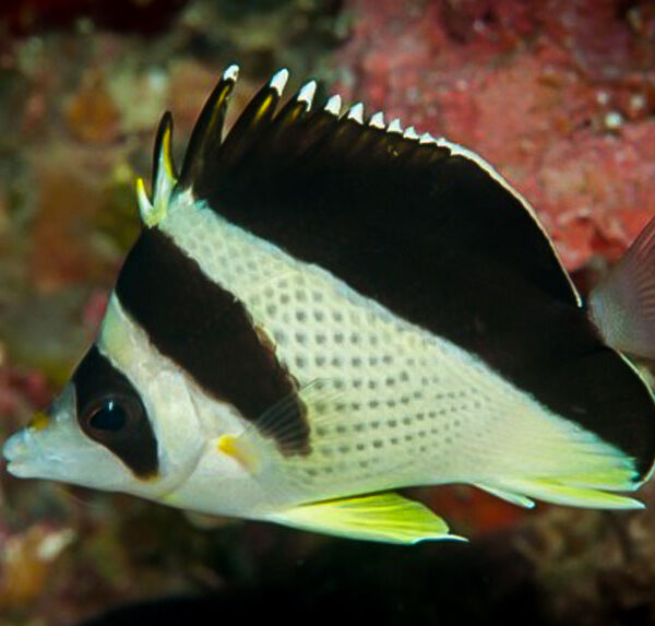 پروانه برجیس