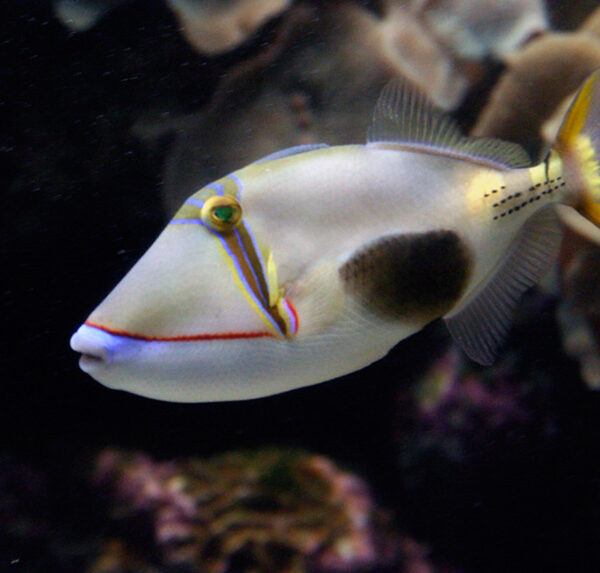 ماشه ماهی بورسا