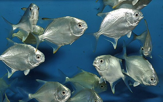 پومپانو گرد