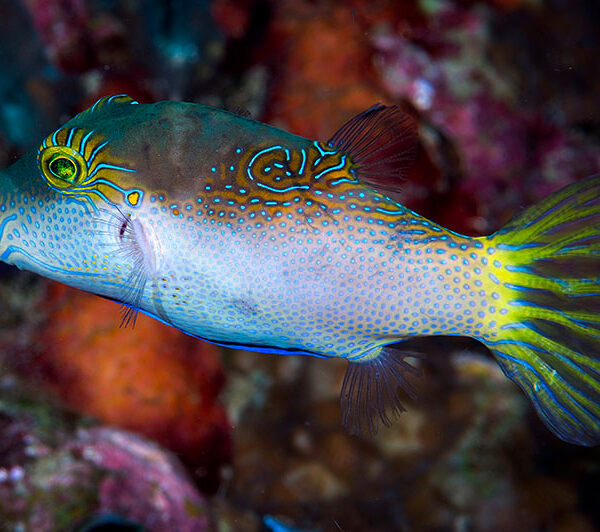 پافر خال آبی بینی نوک تیز