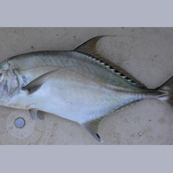 Goldband Trevally