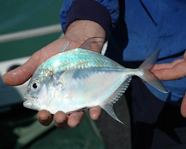 Trevally (نقره ای)