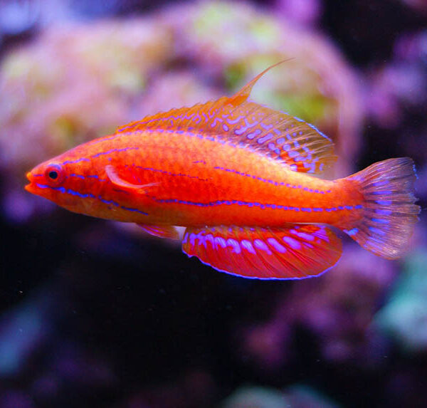 راس فلشر کارپنتر