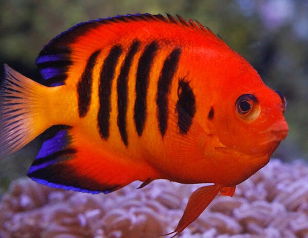 فرشته ماهی فليم